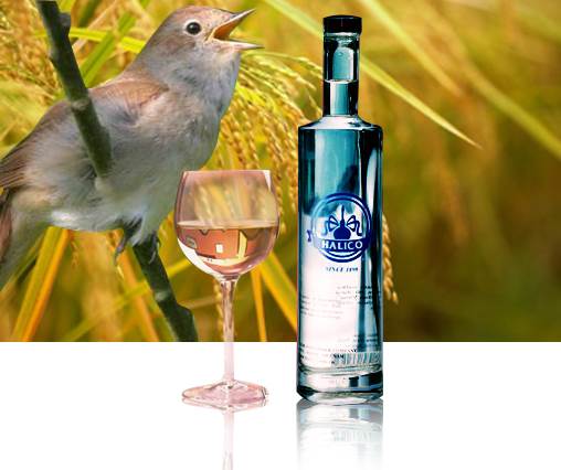 ruou-Vodka-BlueBird