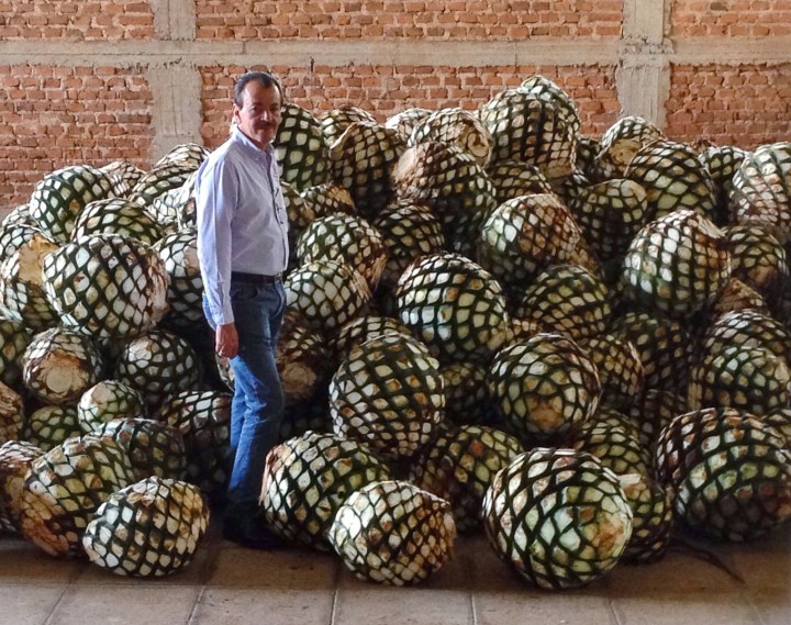Trái-cây-thùa-xanh thu-hoạch- trái-cây-Thùa-agave