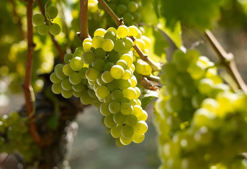 Giống nho Sauvignon Blanc làm rượu vang trắng