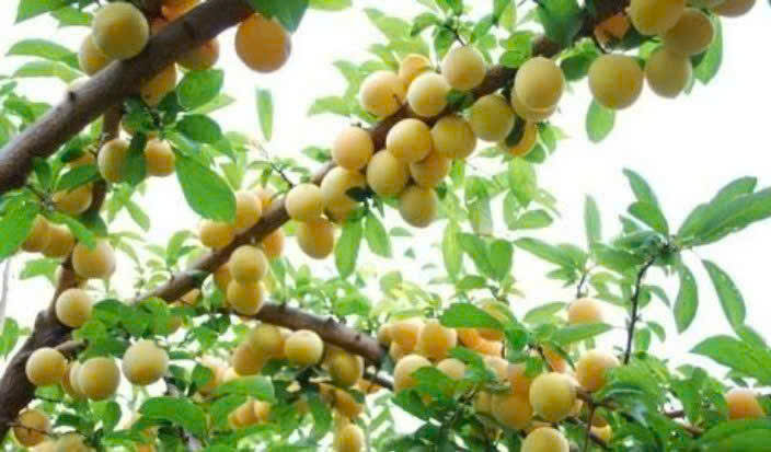 Mo-rung-chin-o-vung-nui-bac-Viet-Nam