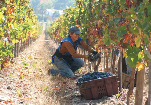 aconcagua-vineyards-chile-thu-hoch-nho