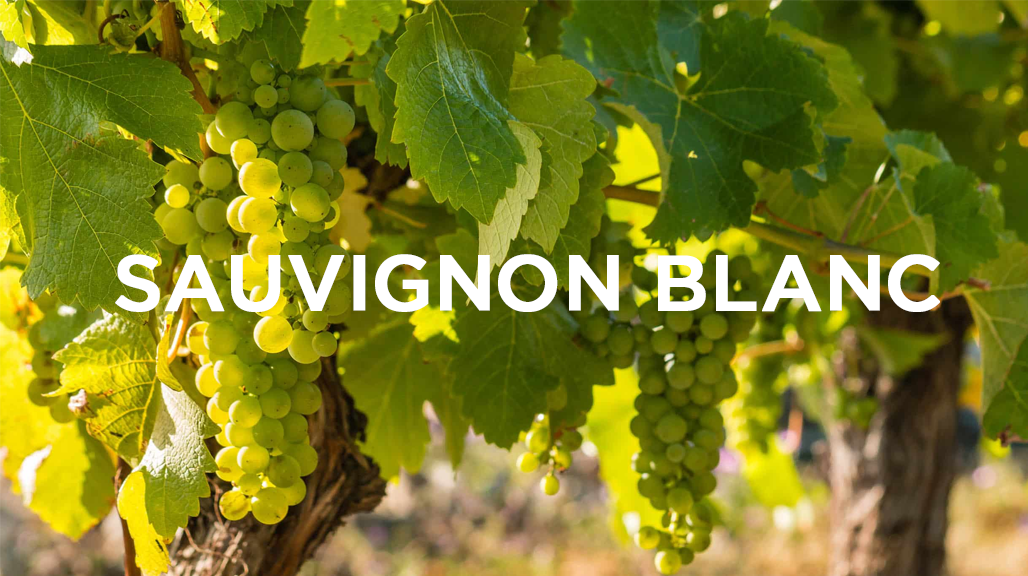giong-nho-sauvignon-blanc trắng