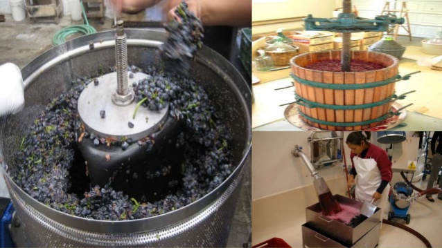 quy-trinh-san-xuat-ruou-vang-nho cua-chile-amor