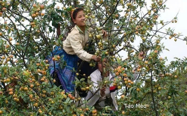 Cay-tao-meo-o-vung-nui-phia-bac-VN