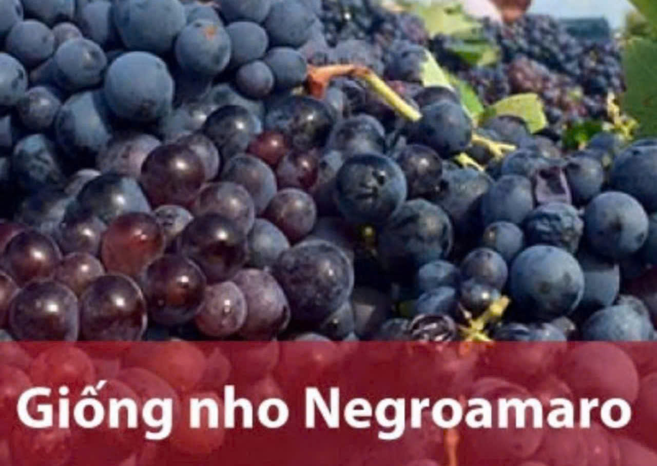 Nho-Negroamaro-lam-vang-stefano