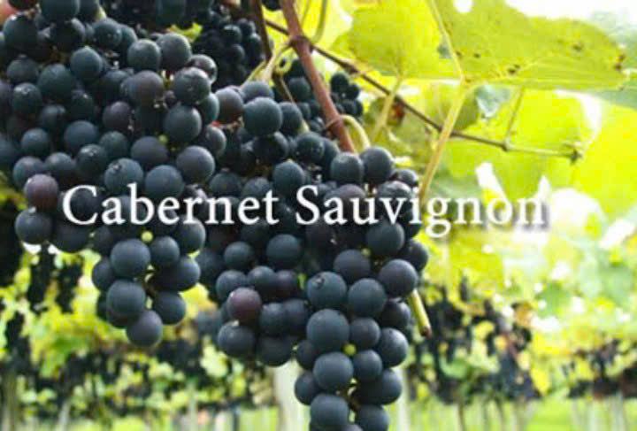 giong-nho-do-Cabernet-Sauvignon-de-lam-vang-1989