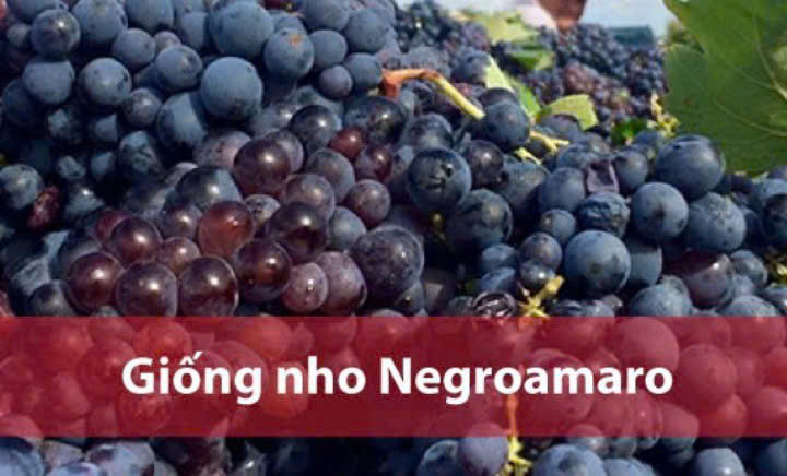 Giong-nho-negroamaro-lam-Vang-stefano-16-do