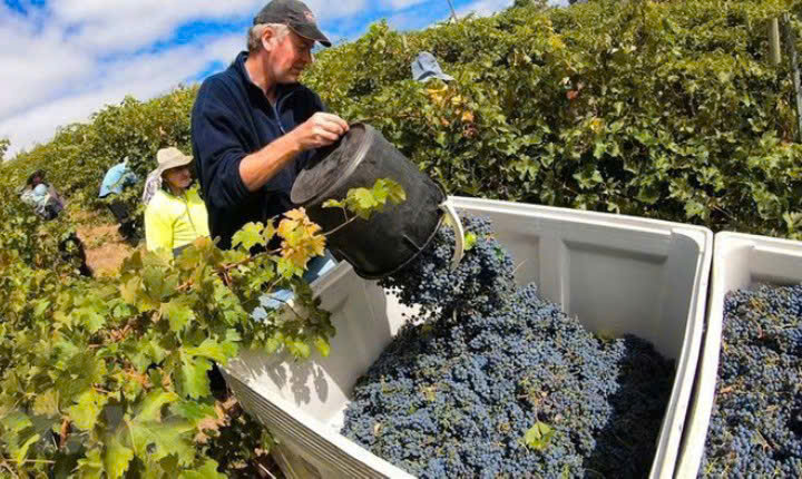 Thu-hoach-nho-lam-france-maison