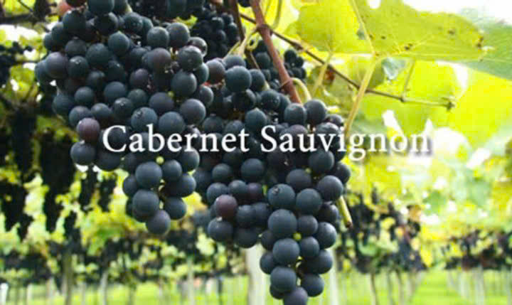 Amor-3-Lit-duoc-lam-tu-nho-cabernet-sauvignon