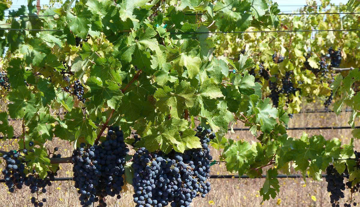 Mot-vuon-nho-cabernet-sauvignon-chile