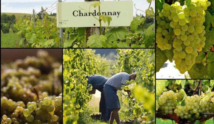 Nho Chardonnay-lam-Dalat-Tradition