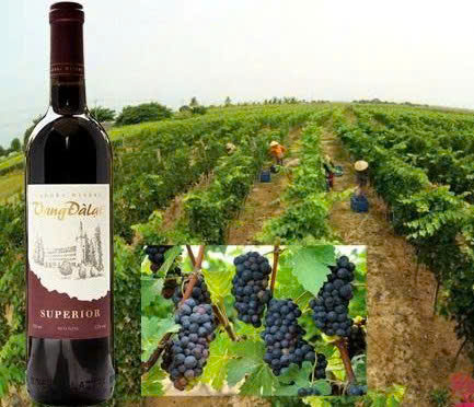 Quang-cao-vang-dat-lat-Superior-Red