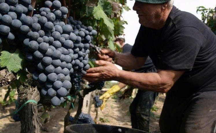 Thu-hoach-nho-lam-king-ngot