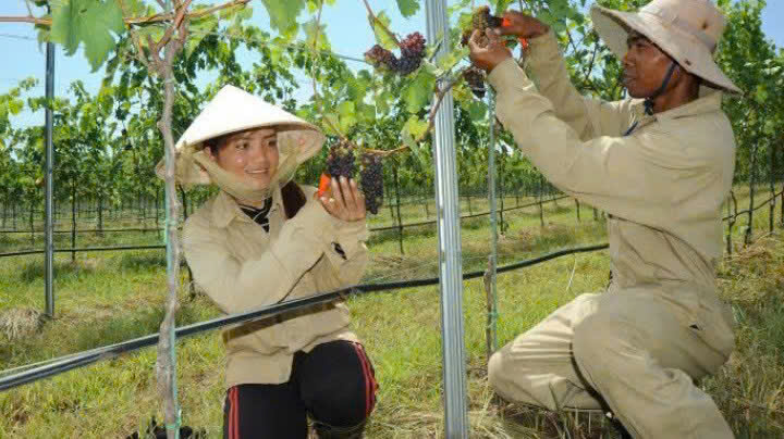 Thu-hoach-nho-lam-vang-Special-CS