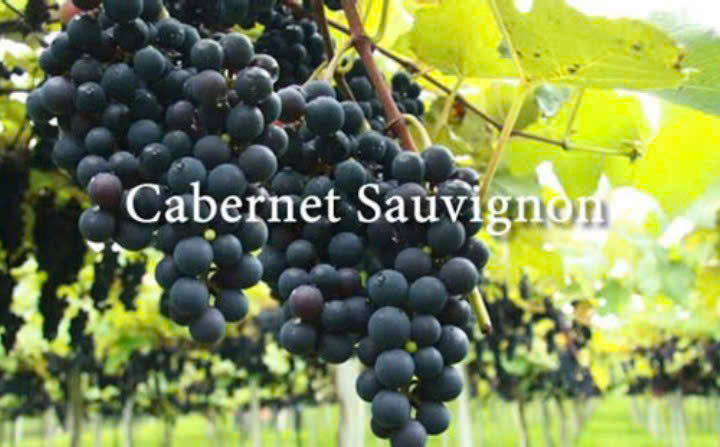giong-nho-do-Cabernet-Sauvignon-lam-Amor-5-lit