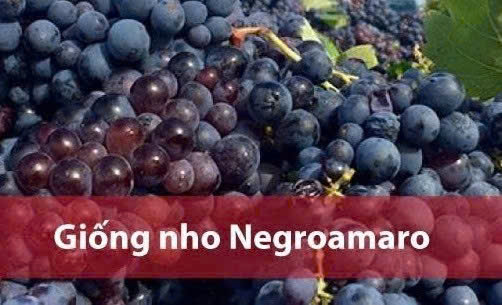 giong-nho-negroamaro-lam-stefano-16-do