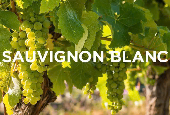 giong-nho-sauvignon-blanc trang-lam-Single-Edition