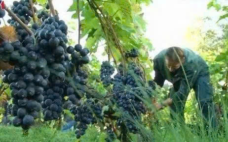 nho-Cabernet-sauvignon-de-san-xuat-Vang-Phap-Louis-5-lit