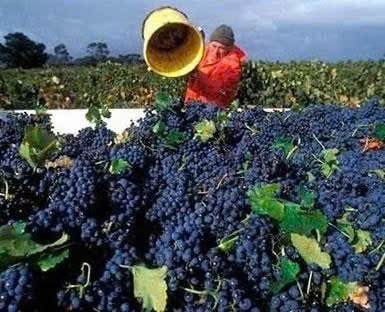 nho-chile-lam-vang-Viesta-CS