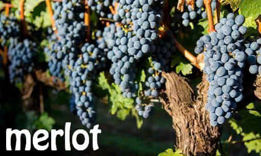 nho-merlot-tai-ninh-thuan-lam-dalat-special