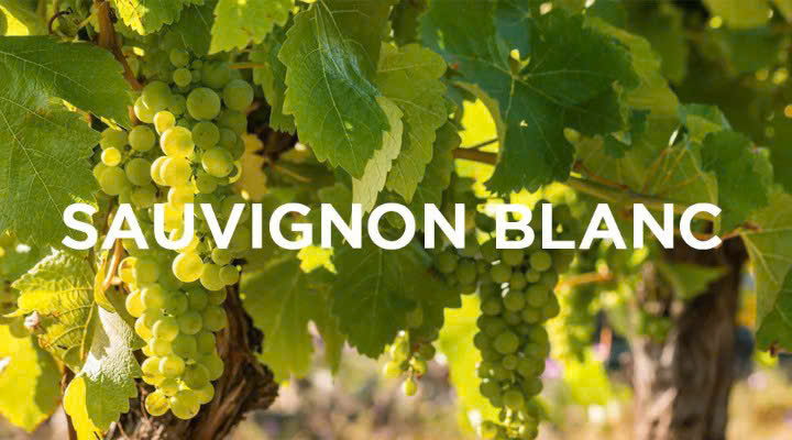 nho-sauvignon-blanc lam-amor-trang-750ml