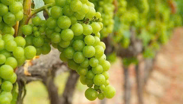 nho chardonnay lam ruou vang-Special-trang
