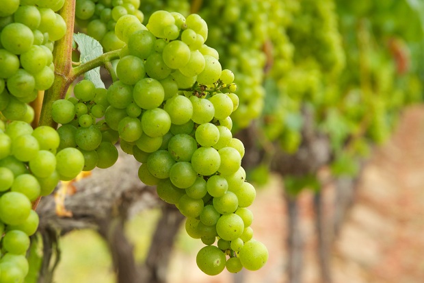nho chardonnay lam ruou vang trang