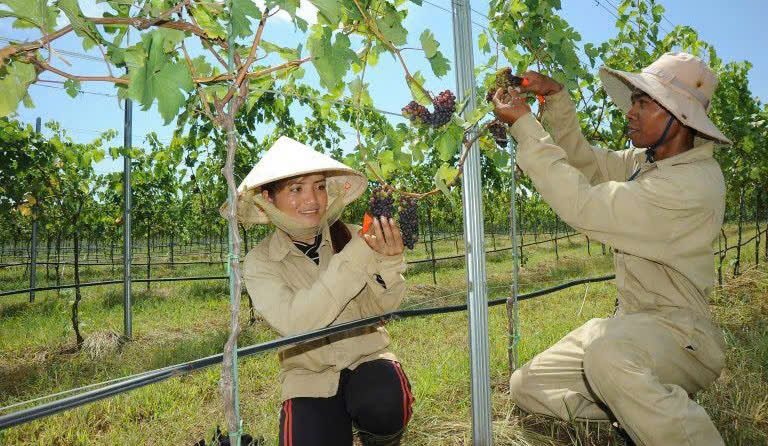 thu-nho-sx-vang-chateau-dalat-specia-Cabernet-Sauvignon