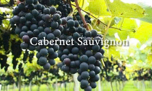 Giong-nho-Cabernet-Sauvignon-do