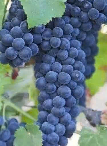 Giong-nho-Cabernet-Sauvignon-lam-vang-Chile-dani-Garcia