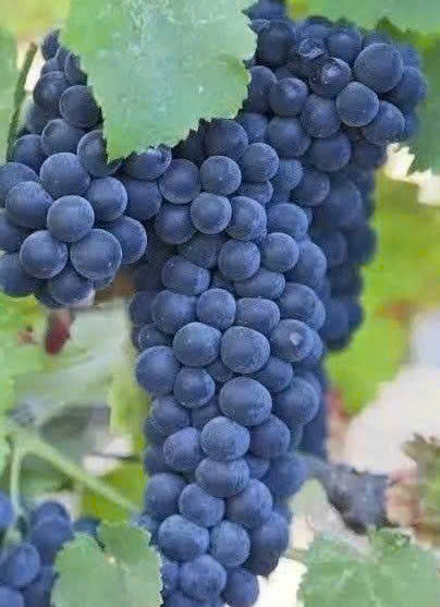 Giong-nho-Cabernet-Sauvignon-tai-Chile-dani-Garcia