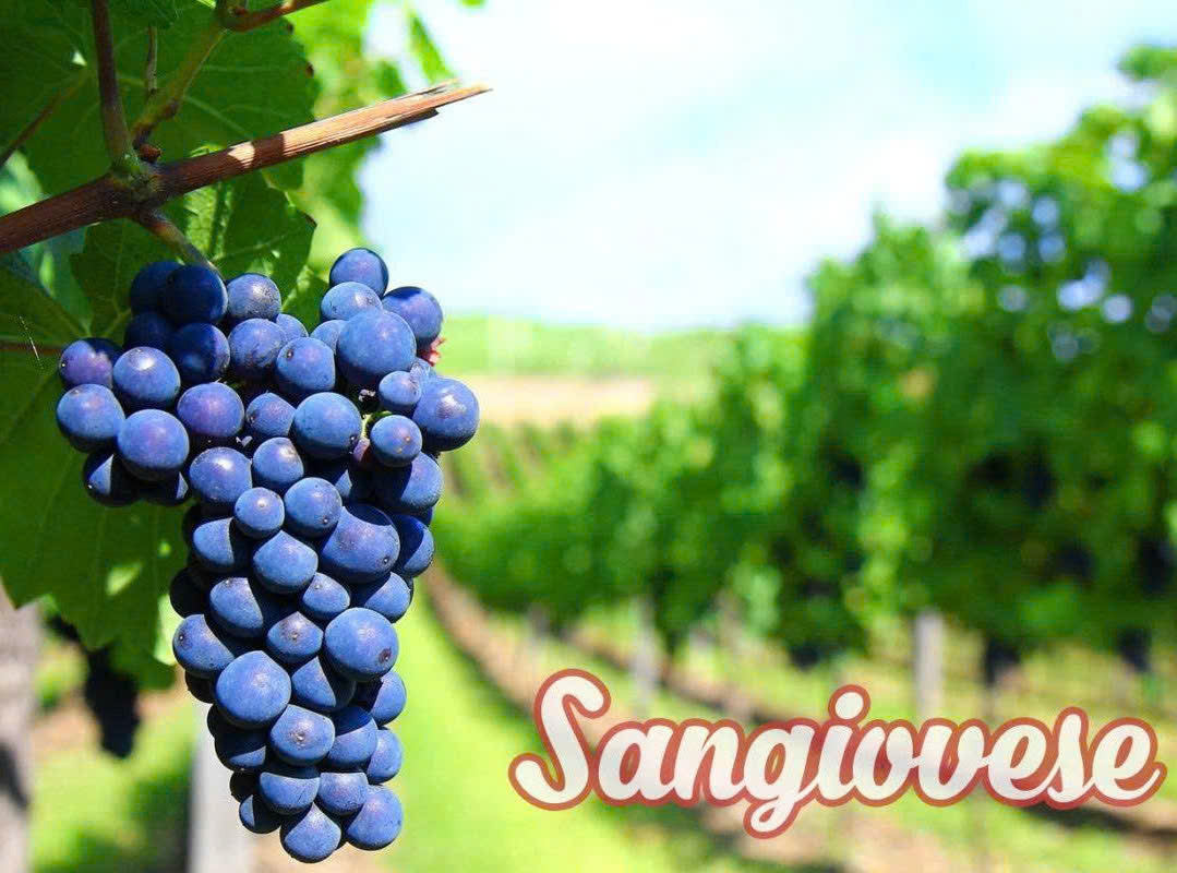 Giong-nho-y-Sangiovese