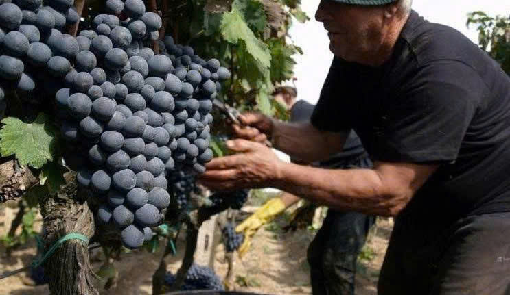 Thu-hoach-nho-lam-r-vang-Y