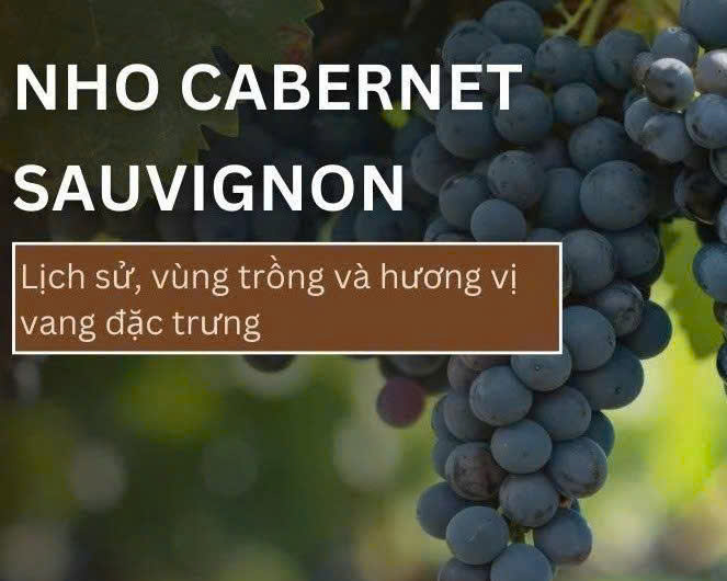 nho-cabernet-sauvignon-lam-casa-Palmera-do