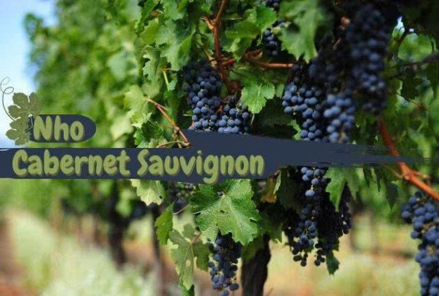 nho-cabernet-sauvignon-lam-vang-France-Maison