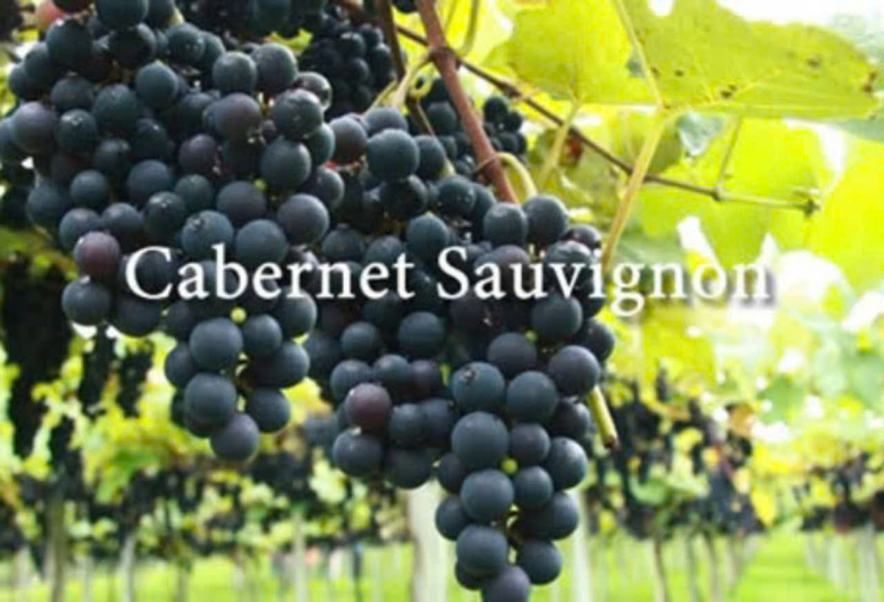nho-do-phap-cabernet-sauvignon-63